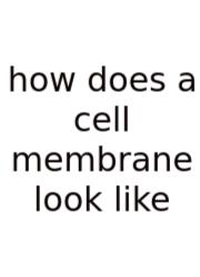 How Does A Cell Membrane Look Like