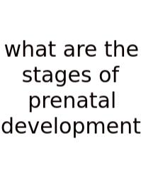 What Are The Stages Of Prenatal Development