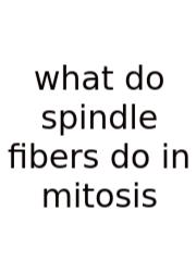 What Do Spindle Fibers Do In Mitosis